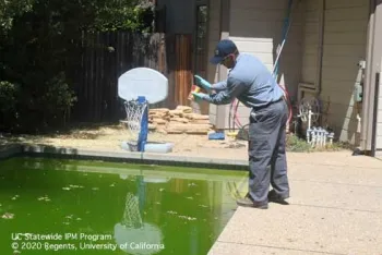 Vector control technician applying mosquito-specific biological control agents to a neglected swimming pool. (Credit: Karey Windbiel-Rojas)