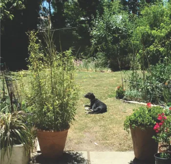 Back yard before reducing meadow 2018