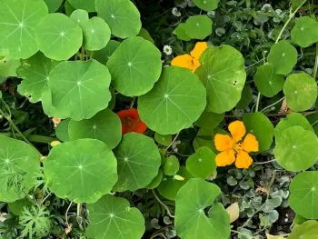 Nasturtium