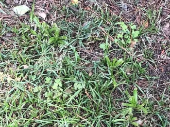 Turf with creeping woodsorrel and yellow nutsedge.