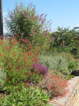 Butterfly bush, salvia, and lavender in bloom. (Ellen Zagory)