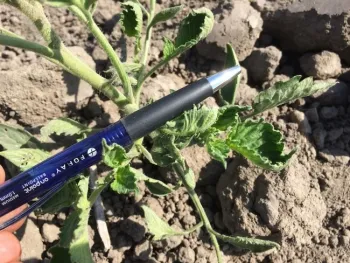 Figure 1. New tomato transplants with cupping symptoms on leaves.