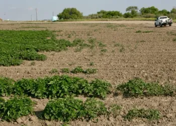 Figure 4. The distance between healthy and impacted plants was very abrupt.