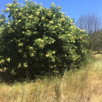 Elderberry tree in flower