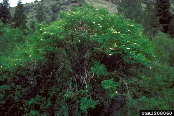 Large blue elderberry tree