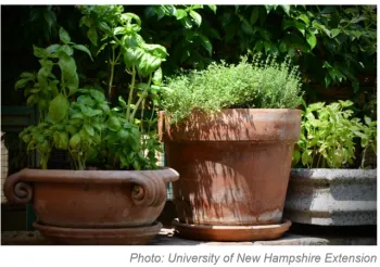potted herbs