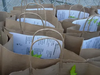 Tomato Bags_Multi Lingual