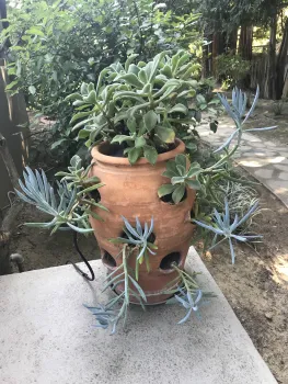 Container Succulents Multi Tier by Shirley D'Addio