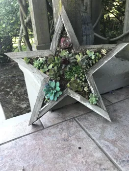 Succulent Star Planter by Shirley D'Addio
