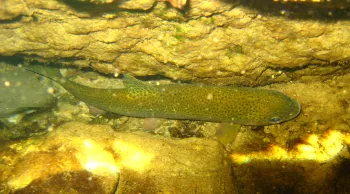 Steelhead in Topanga Creek. Photo by Sabrina Drill