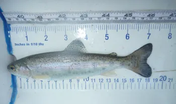 A juvenile steelhead 