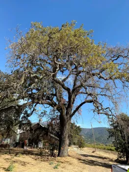Valley Oak in Calistoga. Photo by Dr. Akif Eskalen, UC Davis