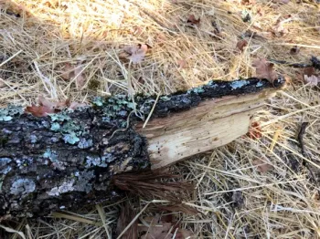 Broken valley oak branch. Photo by Dr. Akif Eskalen, UC Davis