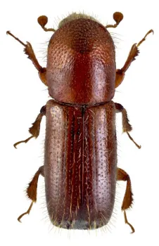 Female MOB by Robert Rabaglia, USDA Forest Service