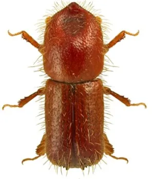 Male MOB by Robert Rabaglia, USDA Forest Service