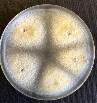 Fusarium solani by Dr. Akif Eskalen, UC Davis