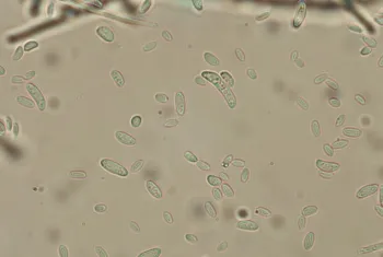 Fusarium solani by Dr. Akif Eskalen, UC Davis
