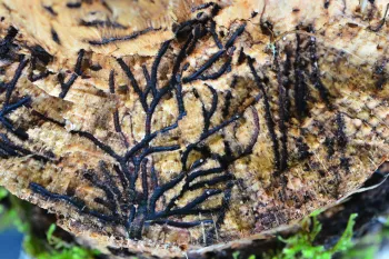 Black stained galleries. Photo by Curtis Ewing, CALFIRE.