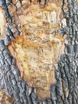 Entry holes. Photo by Curtis Ewing, CALFIRE.