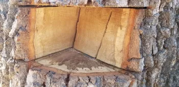 Internal staining in valley oak. Photo by Curtis Ewing, CALFIRE