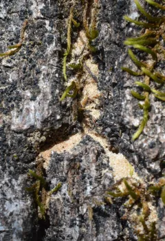 Boring dust on oak. Photo by Curtis Ewing, CALFIRE