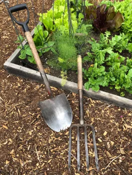 A garden spade and spading fork lying on the ground next to a plant-filled vegetable bed