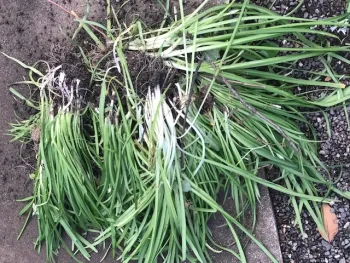 Wild onions