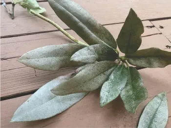 Rhododendron thrips damage
