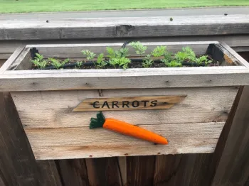 carrots