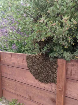 Swarm of honey bees resting atop redwood fence in backyard garden.