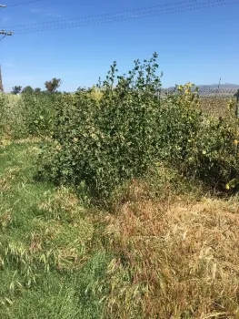 The perennial bull mallow survives in this roadside location.