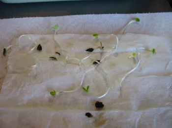 Seedstarting 3.