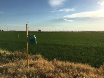 Figure 1. Pheromone bucket traps catch true armyworm and western yellowstriped armyworm moths.
