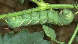 hornworm