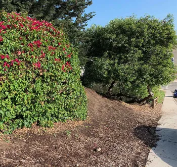 Bougain well spaced2