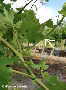 Side shoot (click to enlarge)