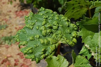 Erineum mites (click to enlarge)