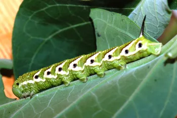 Hornworm (click to enlarge)