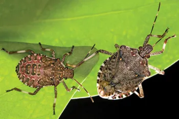 Brown marmorated stink bug (click to enlarge)