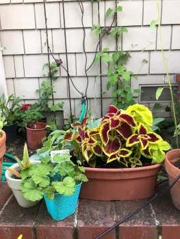 Foliage and containers can add color to any location.