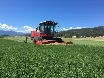 Alfalfa trials at Intermountain REC