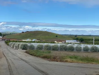 Bee netting protecting mandarins from cross pollination