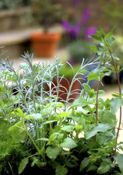 A close-up view of an herb garden featuring various green plants, with out-of-focus potted plants and purple flowers in the background
