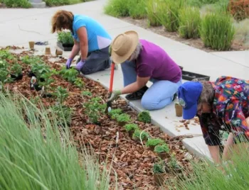 Master Gardeners plant in the demonstration garden.
