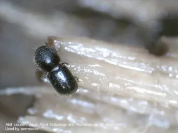 Adult female polyphagous shot hole borer.<br>(Credit: A Eskalen)