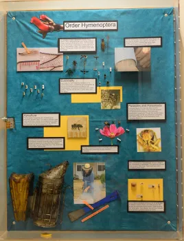 This is one of the dioramas that Ivana Li created in Briggs Hall, administrative home of the UC Davis Department of Entomology and Nematology. (Photo by Kathy Keatley Garvey)