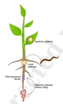 This illustration appears in the Shahid Siddique-Clarissa Hiltl column in the scientific journal, Nature Plants.