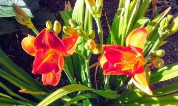 20200613 091122-EFFECTS