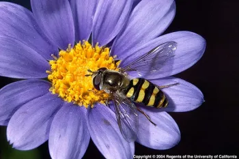 adult syrphid fly