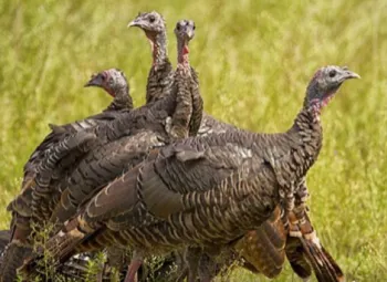 A gang of hens. Photo: Pixabay